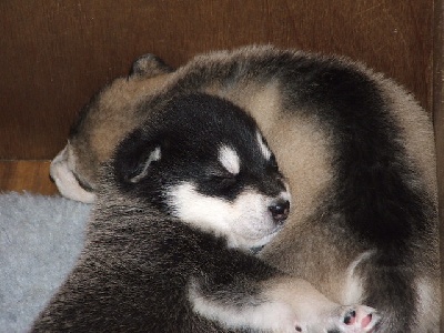 de la Vallée des Hurons - Des nouvelles photos des Bébés !!