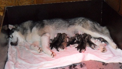 de la Vallée des Hurons - LES BEBES SONT NES  le 22 juin 2013 !!!!!!!!!!