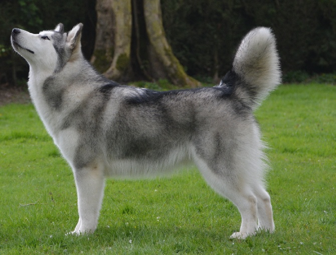 de la Vallée des Hurons - Abby Junior Winner Dog Show Anvers 2014 !