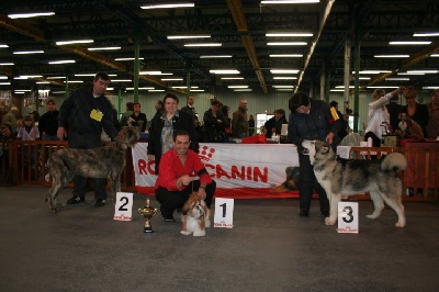 de la Vallée des Hurons - BIS 3 PUPPY DE L'EXPO DE MAUBEUGE !!