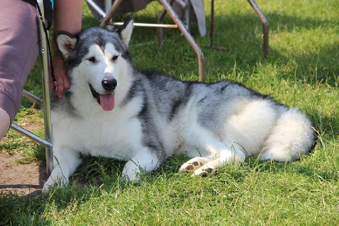 de la Vallée des Hurons - Abby : Exposition de Dieppe 2014 !