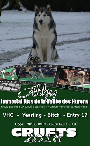 de la Vallée des Hurons - Crufts 2015 : Abby Termine VHC de la classe Yearling !!!