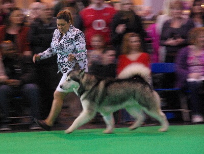 de la Vallée des Hurons - ICE MAN A LA CRUFTS 2011 !!!