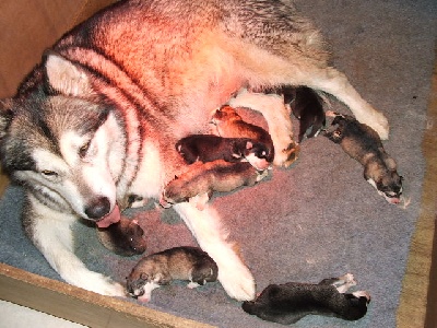 de la Vallée des Hurons - Les Bébés sont nés !!!