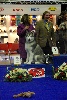  - R.BISS Puppy de l'expo de Genk !!!