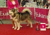  - BOG ET BIS 5 Dog Show Anvers !!!