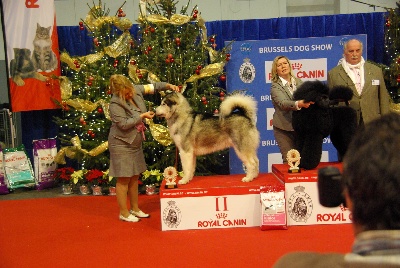 de la Vallée des Hurons - BIS 2 jeune du Bruxelles Dog SHOW !!