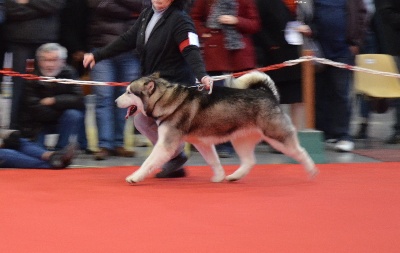 de la Vallée des Hurons - ICE MAN POUR LE GROUPE AU DOG SHOW TROYES !!!