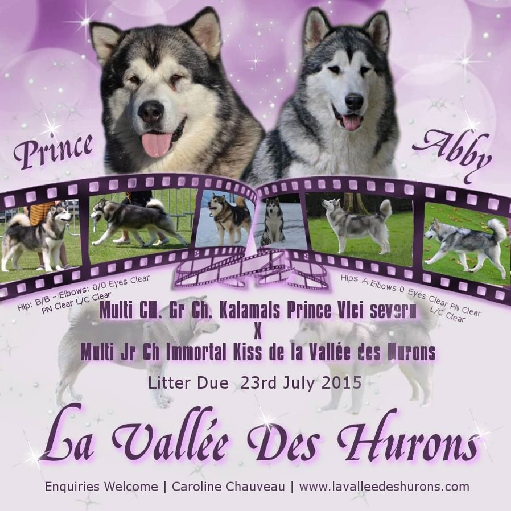 de la Vallée des Hurons - Gestation confirmée !!! Les bébés sont attendus vers le 23 juillet !!!