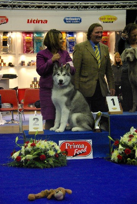 de la Vallée des Hurons - R.BISS Puppy de l'expo de Genk !!!