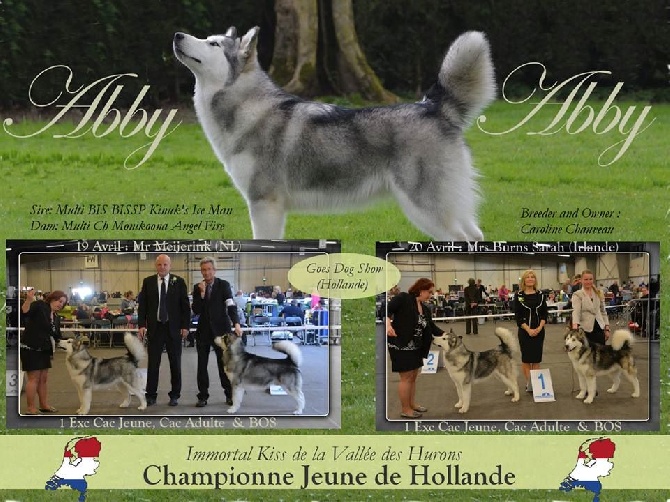 de la Vallée des Hurons - Abby CHAMPIONNE JEUNE DE HOLLANDE !!!