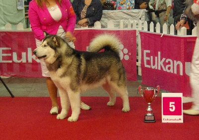 de la Vallée des Hurons - BOG ET BIS 5 Dog Show Anvers !!!