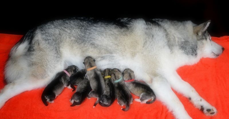 de la Vallée des Hurons - Alaskan Malamute - Portée née le 24/07/2015