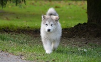 CHIOT