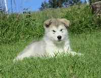 CHIOT