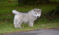 CHIOT