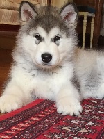 CHIOT