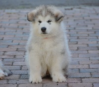 CHIOT